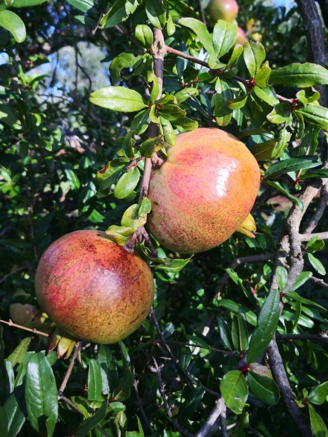 Le Dimore Di Mama Ceglie Messapica Exterior foto